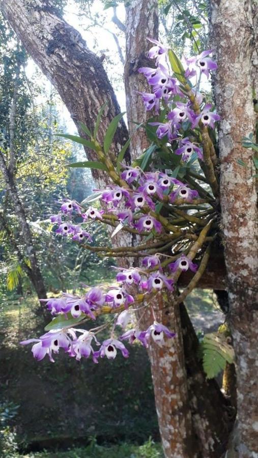 Chacara Da Promessa De Deus Villa Icatuacu Exteriör bild